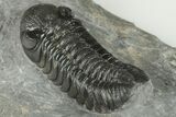 Austerops Trilobite Fossil - Morocco #202988-3